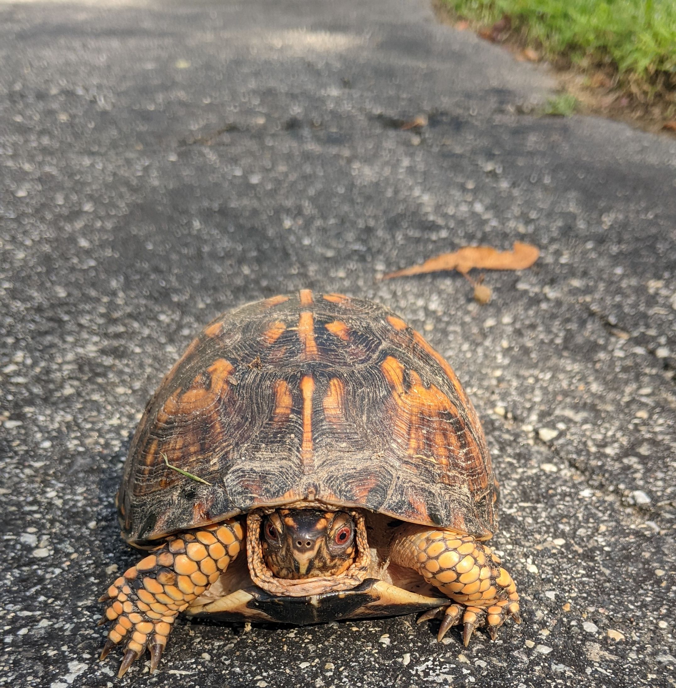 Box Turtle on a driveway