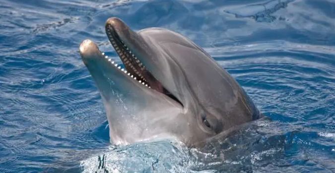 Bottle-Nose Dolphin