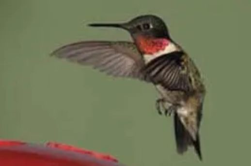 Ruby Throated Hummingbird