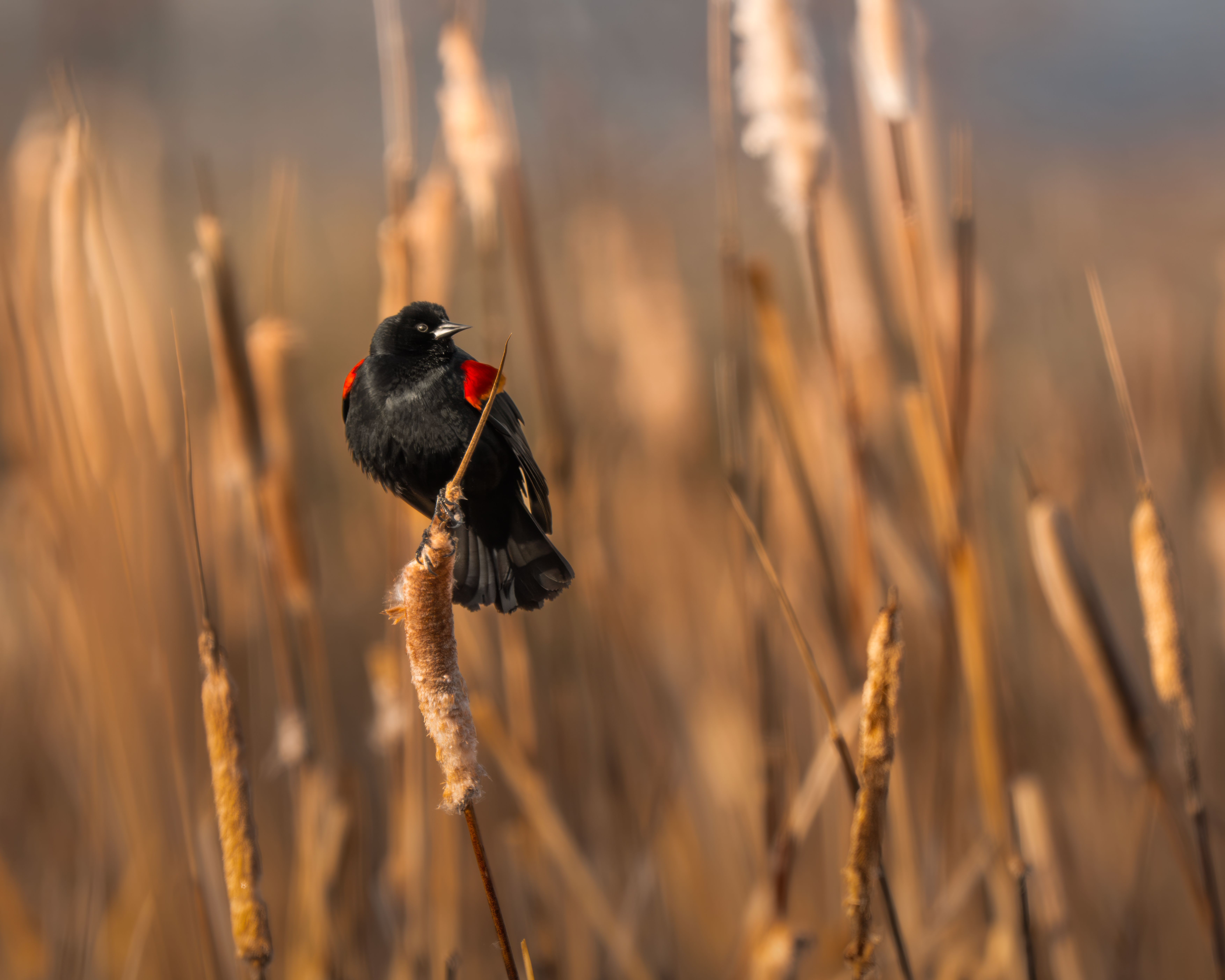 A red-wing blackbird perched on tall golden grass.